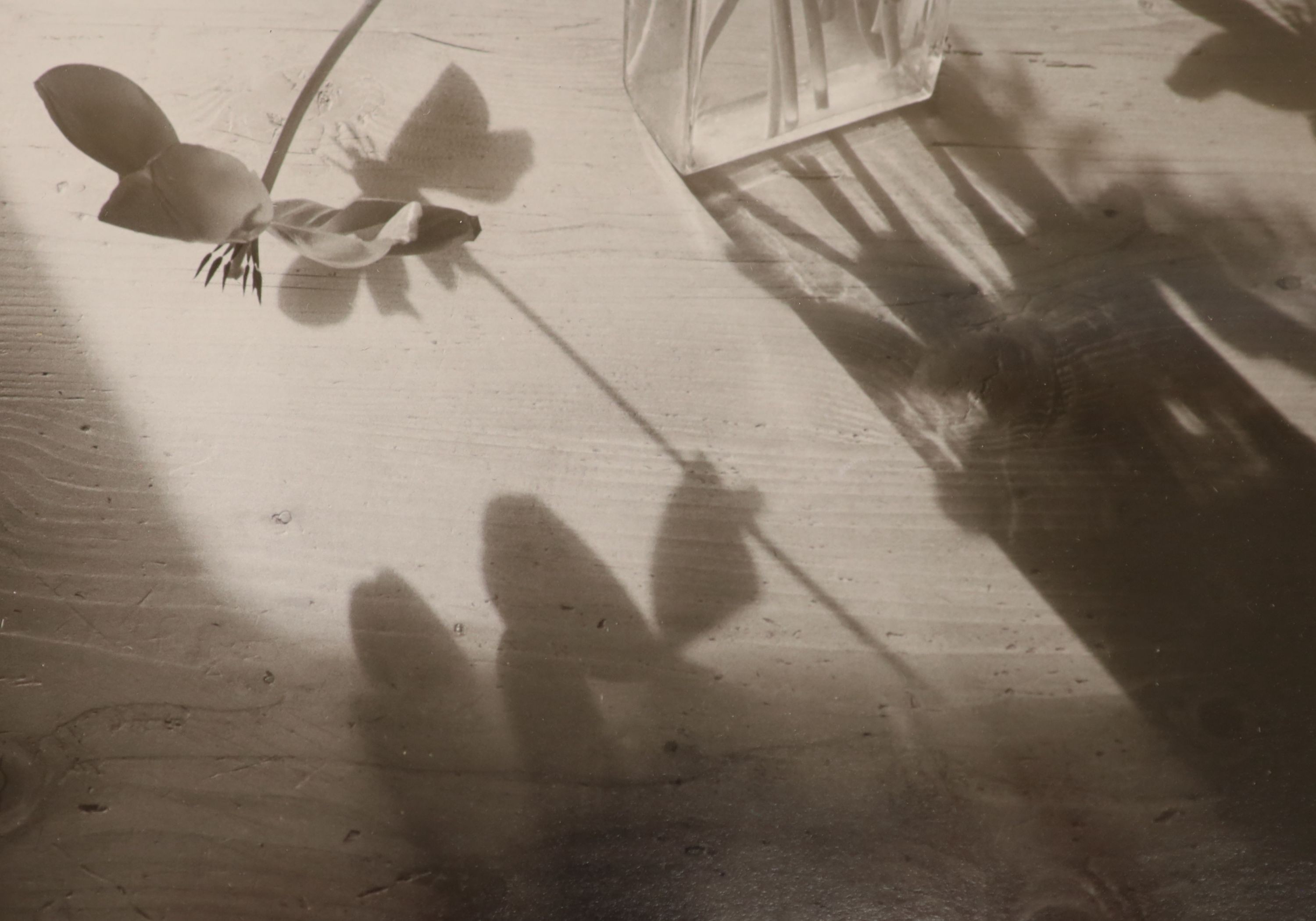 John Blakemore (1936-), eight assorted gelatin silver prints, Tulips 1988 with Zelda Cheatle Gallery label verso, 41 x 33cm; Tulip Series, 41 x 32cm; Tulip Series, two in one frame